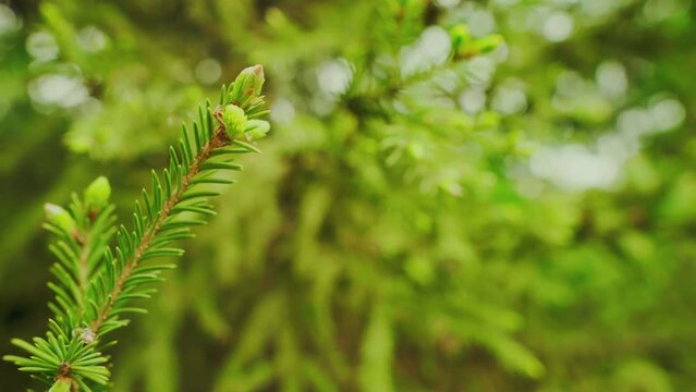 Branch of an evergreen coniferous tree with prickly long leaves-needles. Evergreen pine tree, sways in the wind. Closeup. Organic fresh live plant