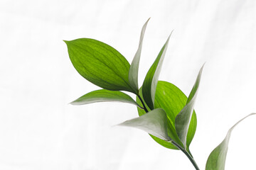 ルスカスの葉のアップ