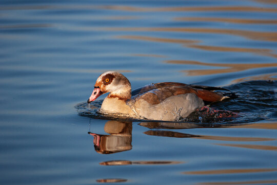 Egyptian Goose portrait taken in the early morning light in London