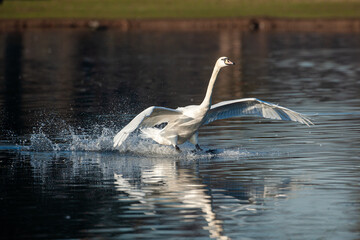 Mute swan in the early light of morning, London	