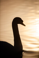 Mute swan in the early light of morning on a London	pond