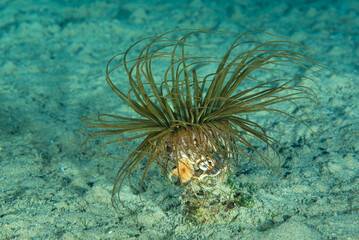 Cerianto, Cerianthus membranaceus, su fondo detritico