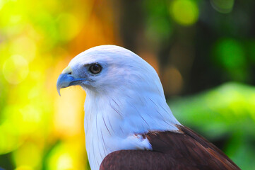 an eagle staring straight ahead