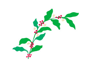 Vector of coffee tree branches with flower, leaves and beans. Botanical drawing, sketch. Line art design. Realistic nature style. Organic illustration. isolated on white background.