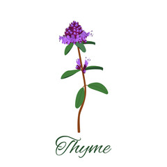 Naklejka na ściany i meble Thyme on a white isolated background. Perennial plant , used in herbal medicine, cosmetics, medicine. Vector illustration.