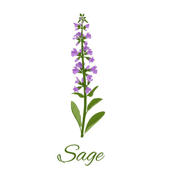 Vertical single sprigs of sage with flowers and leaves, isolated on white background.
