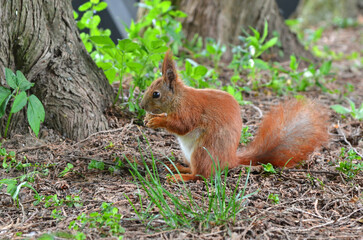 Naklejka na ściany i meble Red squirrel with white tummy sits on hind legs near trunk of pine tree and eats nut. Portrait of squirrel outdoors 