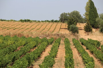 Fototapeta na wymiar vigne