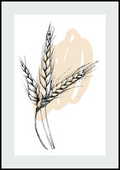 Wheat Botanical wall art vector. Minimalist boho foliage line art drawing with abstract shape. Abstract Plant Art design for print, cover, wallpaper, Minimal and natural wall art. Wheat