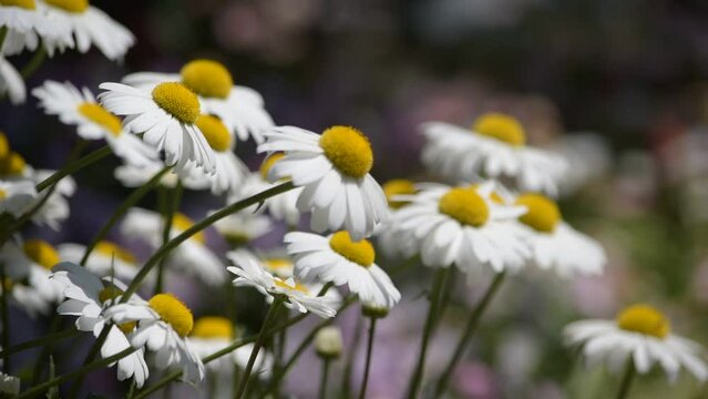 カモミールはキク科に属する一年草、多年草です。