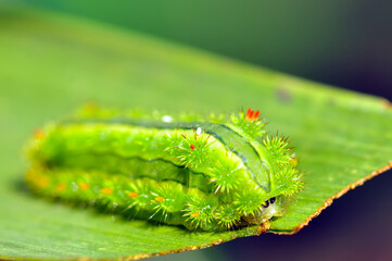 green caterpillar on a leaf