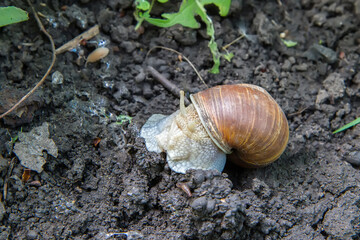 A large brown snail on the background of the ground.