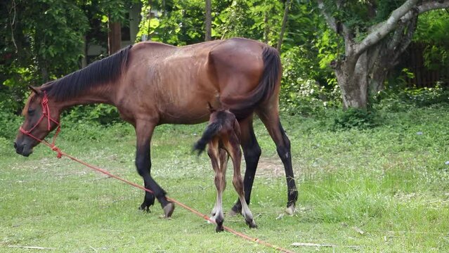 Red Horse and adorable baby horse eating grass in a rural field