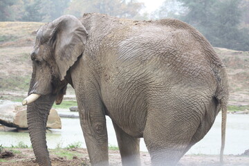 Éléphant