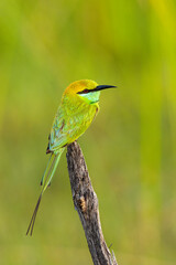 Green Bee-eater From Chennai India, Green in Green