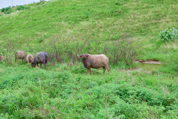 Herd of Thai buffalo grazing on the pasture

