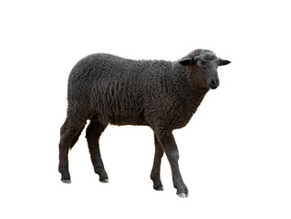 Naklejka premium black sheep isolated on white background