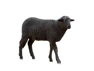 Foto op Plexiglas zwarte schapen geïsoleerd op een witte achtergrond © fotomaster