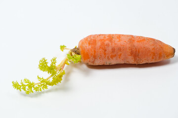 One old sprouted carrot with regrown green foliage. Improper storage of vegetables