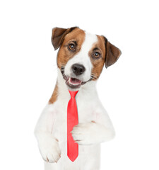 Smart Jack russell terrier puppy wearing necktie looks at camera. isolated on white background