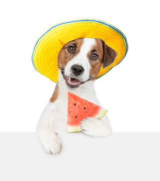 Naklejki Happy jack russell terrier puppy wearing summer hat holds a watermelon in it paw above empty white banner.  isolated on white background