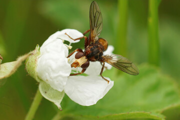 Frontal close up on a ferroginous bee-grabber, Sicus ferrugineus, which parasites solitary bees