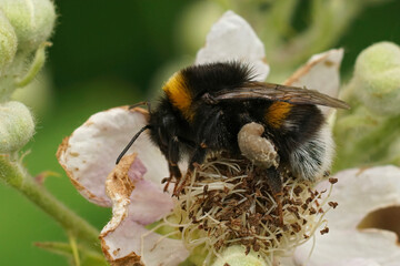 Closeup on a fluffy white tailed bumblebee, Bombus terrestris sitting on a white brambleberry flower