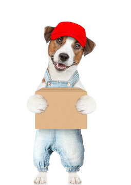 Jack russell terrier puppy wearing overalls and red cap holds big box. isolated on white background
