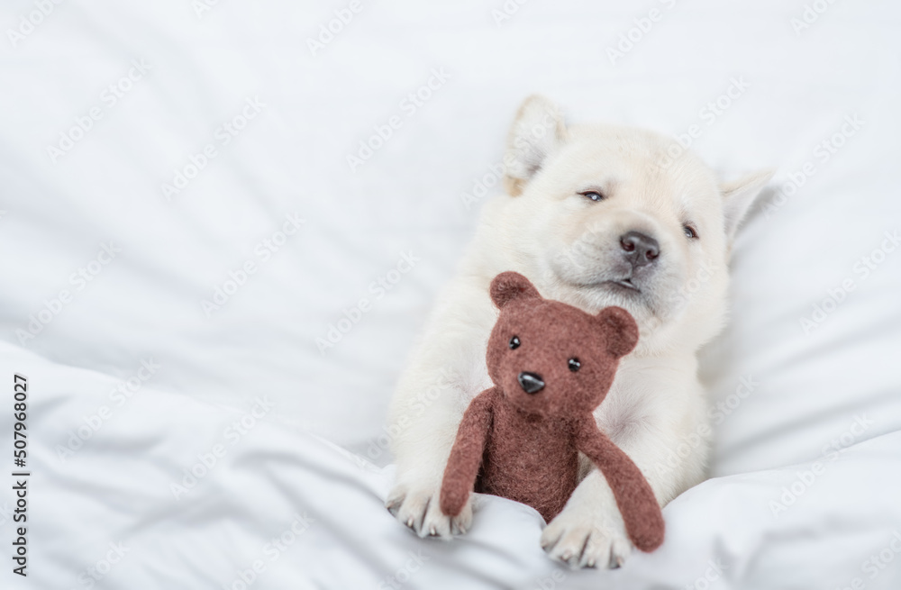 Poster Golden retriever puppy hugs toy bear on a bed at home before bedtime. Top down view. Empty space for text