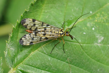 Fototapeta na wymiar Closeup on a German scorpionfly , Panorpa germanica sitting on a green leaf