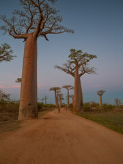 Plakat Beautiful Baobab trees at sunset at the avenue of the baobabs in Madagascar