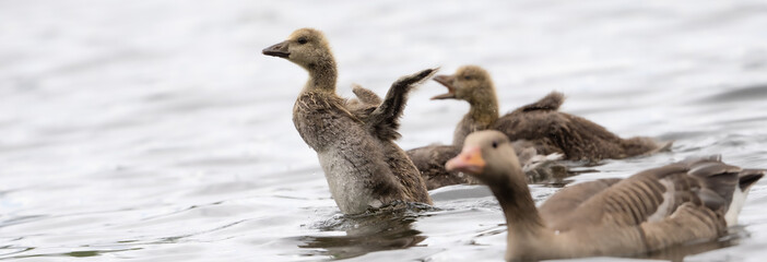 Fototapeta premium Eine Gänseküken Im Wasser Ahmt Seine Eltern Nach Und Macht Einen Flugversuch