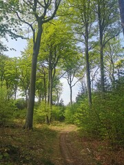 Path to the beach at the Baltic Sea in a forest close to the city of Rostock