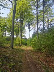 Path to the beach at the Baltic Sea in a forest close to the city of Rostock