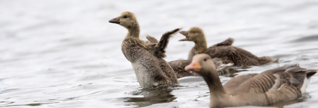 Eine G&auml;nsek&uuml;ken Im Wasser Ahmt Seine Eltern Nach Und Macht Einen Flugversuch