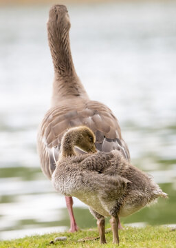 Mutter und K&uuml;ken am See