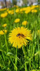 bee on a dandelion in the garden.