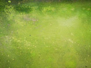 Cemented floor and moss on the floor background.