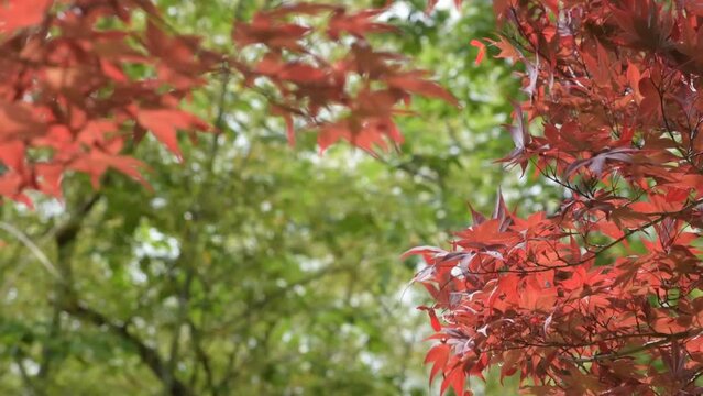 ユラユラヒラヒラ、もみじの見ごろは紅葉だけではありません。春に映える紅葉もとてもきれいです。