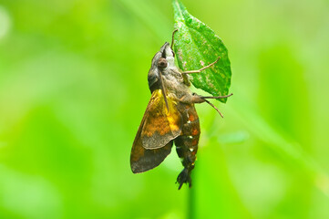 Hummingbird on a leaf with green background