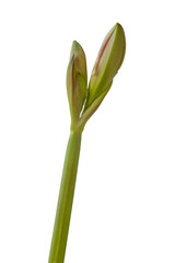 Bud Hippeastrum (amaryllis)   'Pink Glory' on a white background isolated.