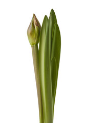 Bud Hippeastrum (amaryllis)  'Happy Nymph' on a white background isolated.