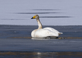 Whooper swan   (Cygnus cygnus) Sångsvan