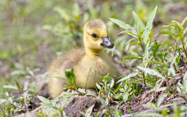 Canada goose, Branta canadensis, young