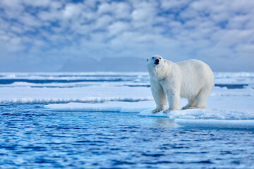 Arctic Canada. Polar bear on the drifting ice with snow and evening pink blue sky, Svalbard, Norway.