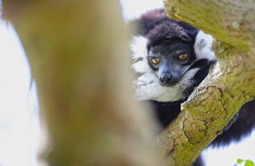 Black-and-white ruffed lemur - Varecia variegata subcincta