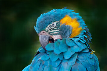 Blue parrot, Bolivia wildlife. Blue-throated macaw, Ara glaucogularis, also known Caninde macaw or...