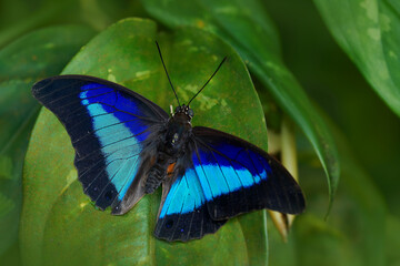 Fototapeta na wymiar Blue butterfly Prepona laertes, shaded-blue leafwing, sitting on the green leave in the nature habitat. Big butterfly in tropic forest, Costa Rica wildlife. Beautiful insect in gree jugle vegetation.