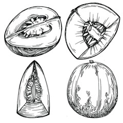 Melon realistic vector sketch. Decorative retro style collection hand drawn farm product for restaurant menu, market label, logo, emblem and  kitchen design. Decoration for food packaging.
