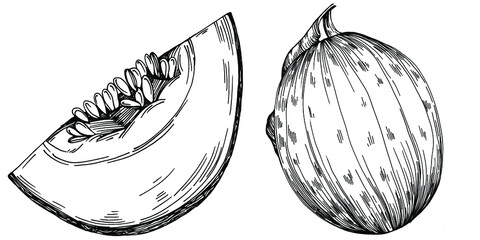 Melon realistic vector sketch. Decorative retro style collection hand drawn farm product for restaurant menu, market label, logo, emblem and  kitchen design. Decoration for food packaging.